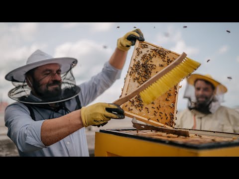 Včely na střechách? Má to smysl