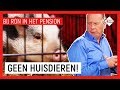 VAN WIE IS DAT SCHATTIGE VARKENTJE? #2 | Bij Ron in het pension | NPO Zapp