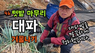 [4k] 한해 마무리 대파밭 정리 / 대파 겨울나기 수확하기 / 대파밭을 깔끔하게 정리했습니다.