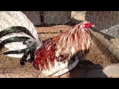 Bill Roberts Spangled Butcher (Manfighter)