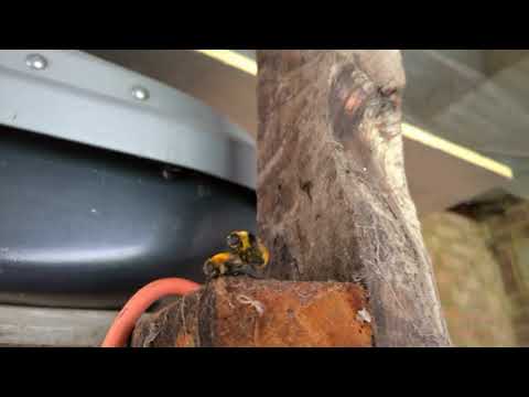 bumblebees mating