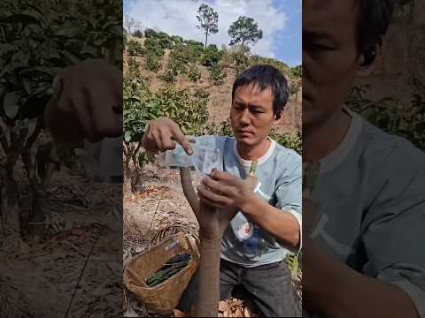 How China Grows TONS of Seedless Mangoes! 🥭🤯