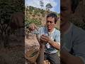 How China Grows TONS of Seedless Mangoes! 🥭🤯
