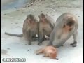 Animal Sex Amazing Zoo Sexسکس حیوانی تجاوز جنسی