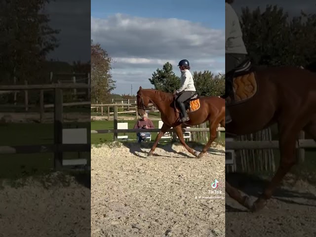 HONGRE SPORT 4 ANS AMATEUR 1