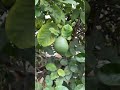 100 Year Old Lemon Tree