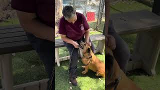 Video preview image #1 Mutt Puppy For Sale in Pasadena, CA, USA