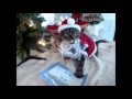 Santa Baby Kitty Cat Revue! Ho Ho Ho! and a very ...