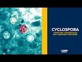 Cyclospora Parasite Outbreak Symptoms Treatment And How It Spreads UC Davis Health