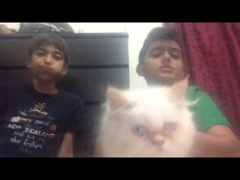 CUTEST CAT EVET SO CUTE