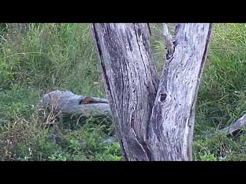 Djuma: Slender Mongoose and Squirrel interacting by the log - 16:50 - 05/03/20