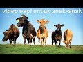 Cow videos for kids | animal sounds for children to learn