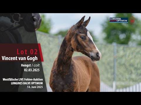 Westfälische LIVE Fohlen-Auktion Balve Lot 02 Vincent van Gogh Hengst v. V-Power - Totilas