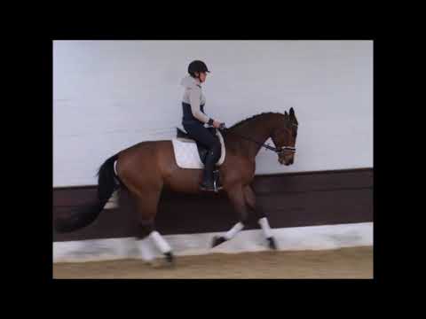 FRANKLIN 5j. v. Fiorissimo - Sir Donnerhall VB 4.800,- Euro