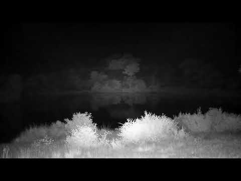 Djuma: Audio only of what sounded like two Leopards fussing, then Hyena calling - 01:12 - 04/03/2023