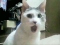 OMG Cat Watches Orchestra Fail