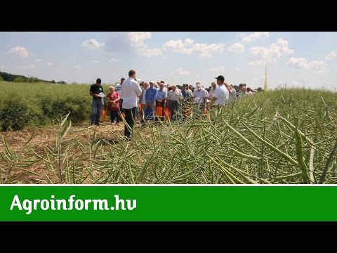 Sumi Agro: Eredményes növényvédelem, magasabb hozam!