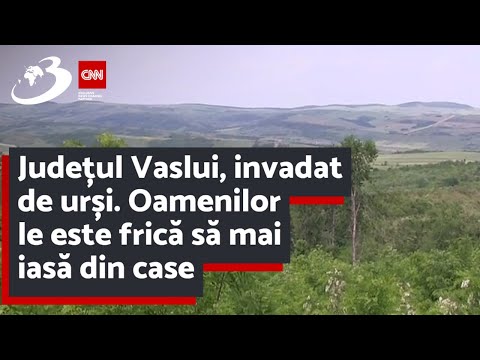 Județul Vaslui, invadat de urși. Oamenilor le este frică să mai iasă din case