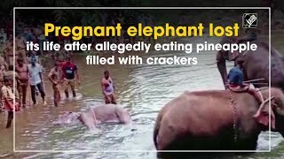 Pregnant elephant lost its life allegedly after eating pineapple filled with crackers | DOWNLOAD THIS VIDEO IN MP3, M4A, WEBM, MP4, 3GP ETC