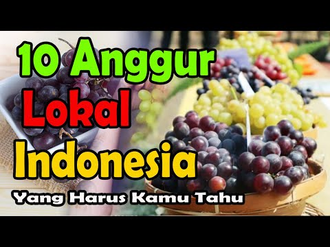 , title : '10 JENIS ANGGUR LOKAL INDONESIA YANG BANYAK DI BUDIDAYAKAN'