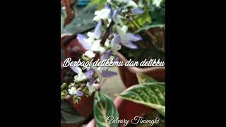 Download lagu PINJAM PELUK - AGSEISA (COVER BY CALVARY) #STORY mp3