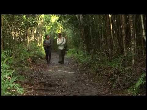 Island of Lemurs: Madagascar | In IMAX August 22nd