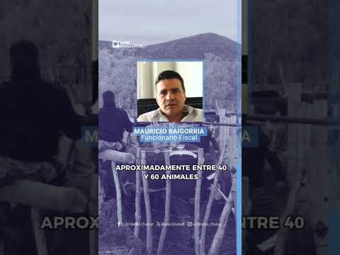 Una investigación por abigeato en la meseta chubutense impactó en una chacra del valle