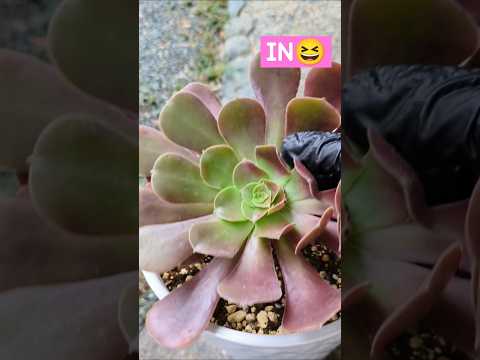 園芸 パープルアエオニウム