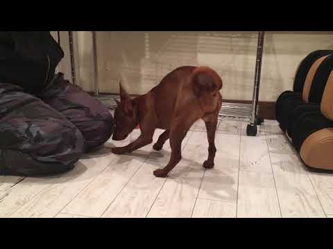 2018.12.03 Apollon Nosework trainning1