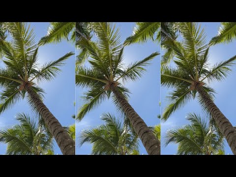 Bianca Mui - Quédate, quédate (Prod. Nare) (Lyric Video Oficial)