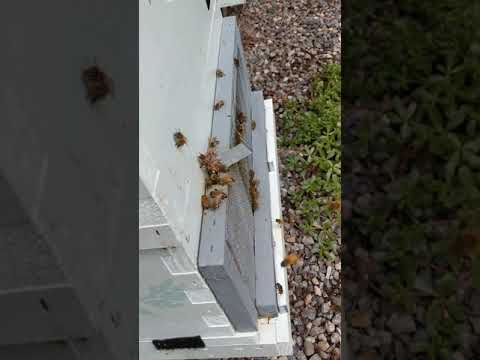 Bees at hive entrance