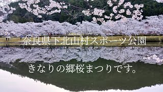 下北山スポーツ公園 きなりの郷の桜です。