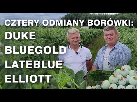 Cztery odmiany borówki: Duke, Bluegold, Lateblue, Elliott - Zbyszek Marek