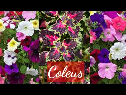 , title : 'أنقذ نبتة السجادة في فصل الصيف، نصيحة مهمة coleus plant'