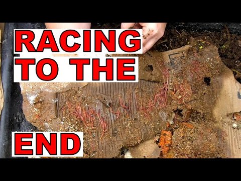 Lasagna Style Worm Compost Bin