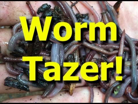 Worm Tazer! Catching tons of earthworms for bait with electricity.