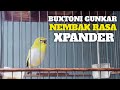 Pleci Buxtoni Gunkar Nembak XPANDER Milik Om Manto Sukabumi