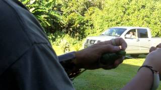 preview picture of video 'tutufok i katupat CHamoru - weaving a Chamorro katupat (rice basket)'
