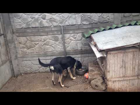 Весна, пение птиц, дождь, огород, Буба и моя рассада.