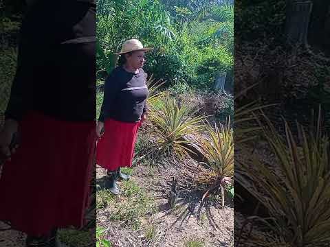 no sítio de novo airão