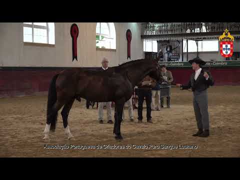 231021 35 Novilheiro Carvalha - Aprovação de Reprodutores