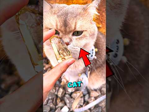 This Cat Made The Owner RICH 💎😸 #shorts