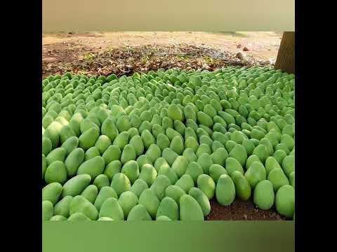 sriman tahthasariyar and  k.v.veerappan  contact number  9443424570,9994647135 courier is available