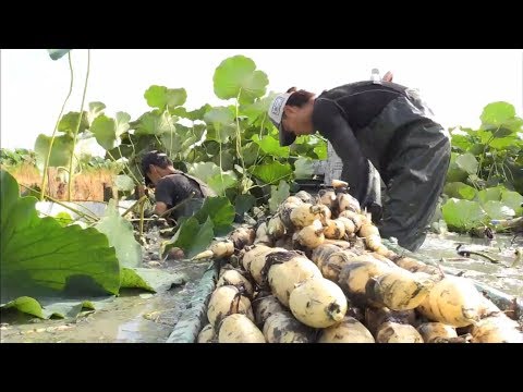 Beautiful lotus root field - lotus root farm and harvest