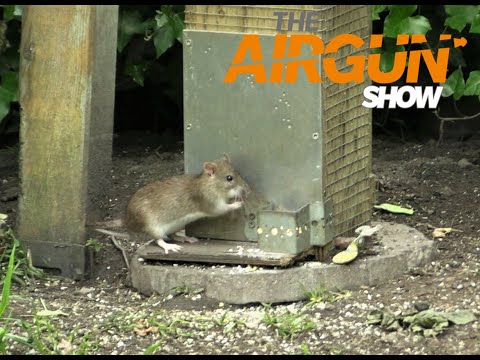 The Airgun Show – day and night ratting, PLUS how to improve your airgun accuracy…