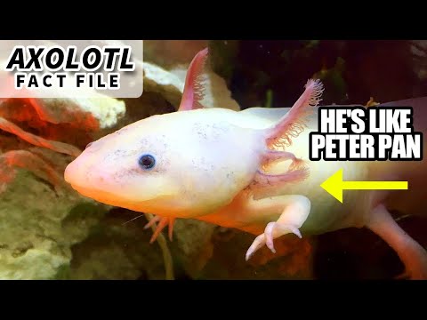 Axolotls - Animal Fact Files thumbnail