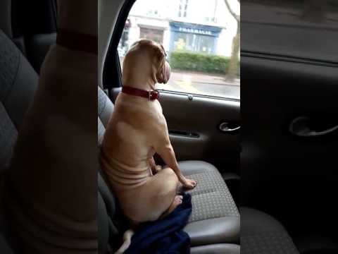 Une chienne trop sage dans voiture