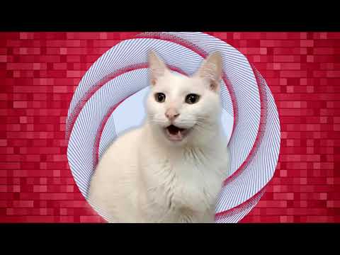 Cats Sing Believer by Imagine Dragons