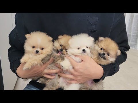 가정집에서 포메라니안 4쌍둥이가 나왔습니다ㅋㅋㅋ역대급 귀여움이 터지네요!!!