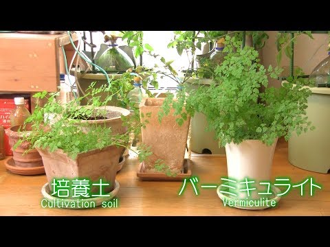 リアルチャービル 植物